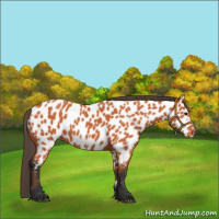 Horse Color:Bay Appaloosa