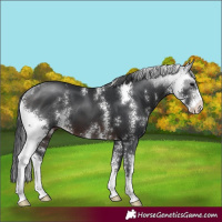 Horse Color:Brown Sabino