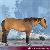 Horse Color:Buckskin 