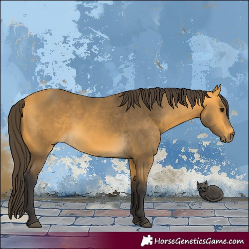 Horse Color:Buckskin 