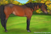 Horse Color:Bay Rabicano 
