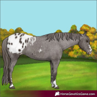 Horse Color:Liver Chestnut Appaloosa 