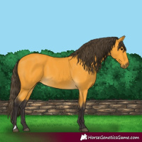 Horse Color:Buckskin 
