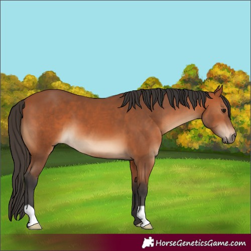 Horse Color:Bay 