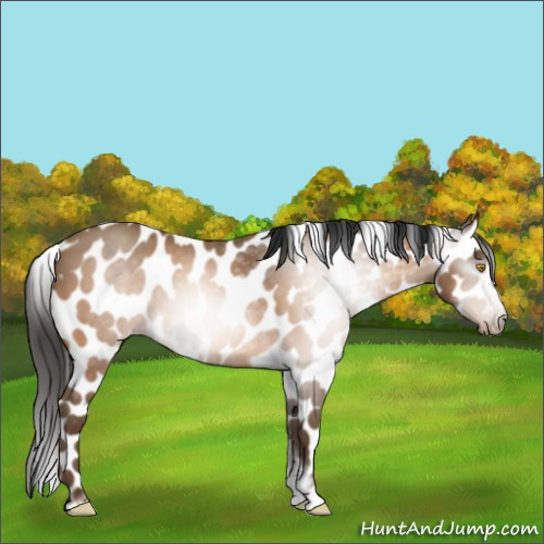 Horse Color:Gray Amber Champagne Roan Tobiano Frame Appaloosa 