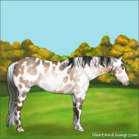 Horse Color:Gray Amber Champagne Roan Tobiano Frame Appaloosa 