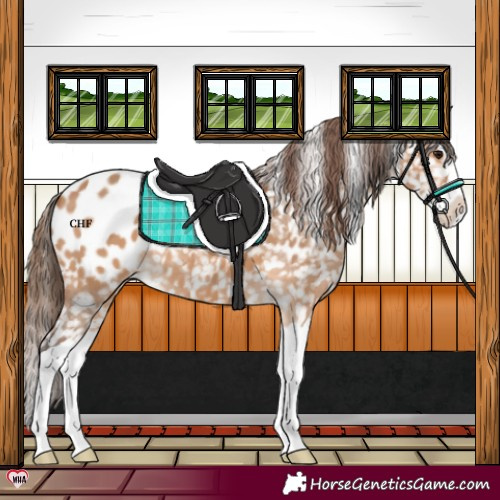 Horse Color:Bay Dun Splash Appaloosa 