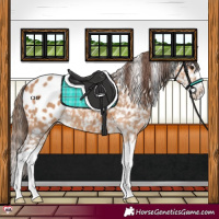 Horse Color:Bay Dun Splash Appaloosa 