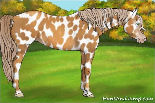 Horse Color:Gray Gold Cream Champagne Roan Tobiano Frame Appaloosa 