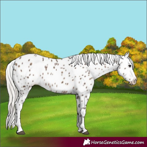 Horse Color:Silver Brown Dun Leopard