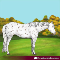 Horse Color:Silver Brown Dun Leopard 