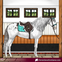 Horse Color:Liver Chestnut Appaloosa 