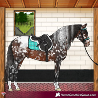 Horse Color:Brown Appaloosa Rabicano 