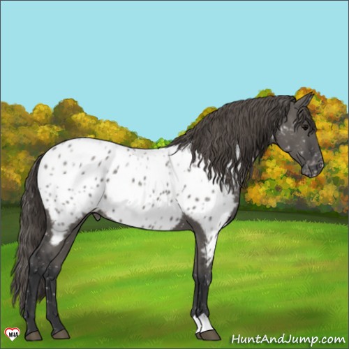 Horse Color:Grullo Appaloosa 