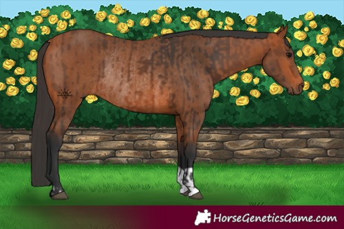 Horse Color:Bay Rabicano  and Bay Rabicano 