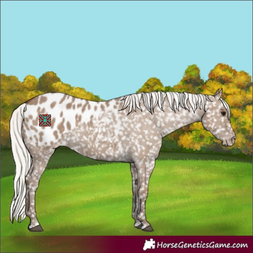 Horse Color:Silver Grullo Appaloosa 