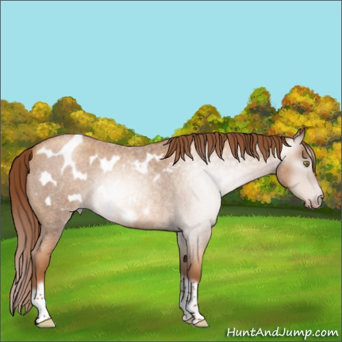 Horse Color:Gray Gold Champagne Roan Tobiano Frame Appaloosa