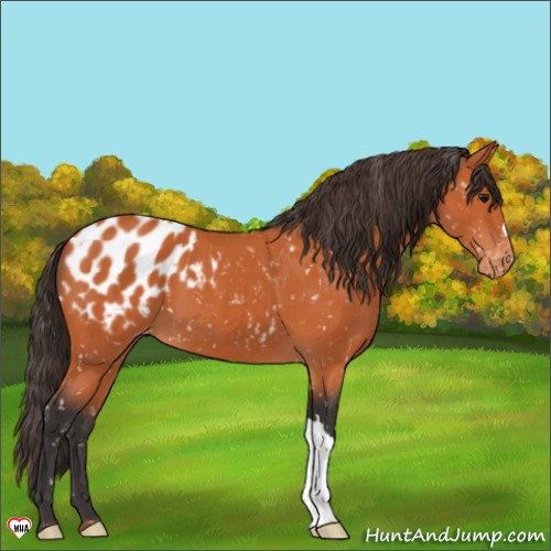 Horse Color:Bay Appaloosa 