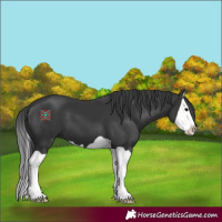 Horse Color:Black Splash 