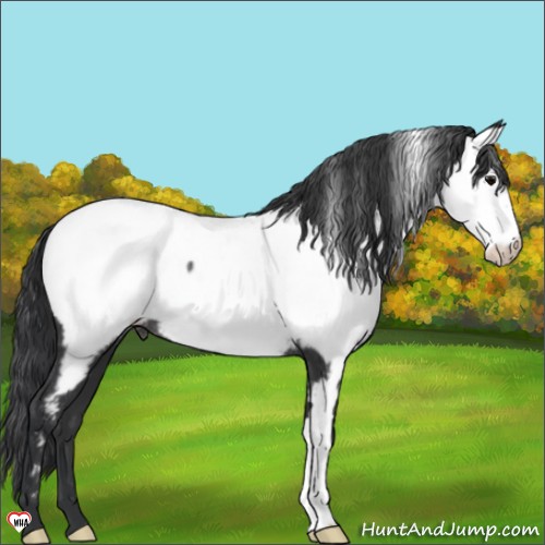 Horse Color:Black Appaloosa Rabicano 