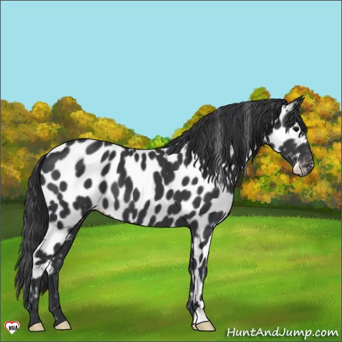 Horse Color:Black Appaloosa 