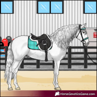 Horse Color:Gray Silver Brown Dun Appaloosa 