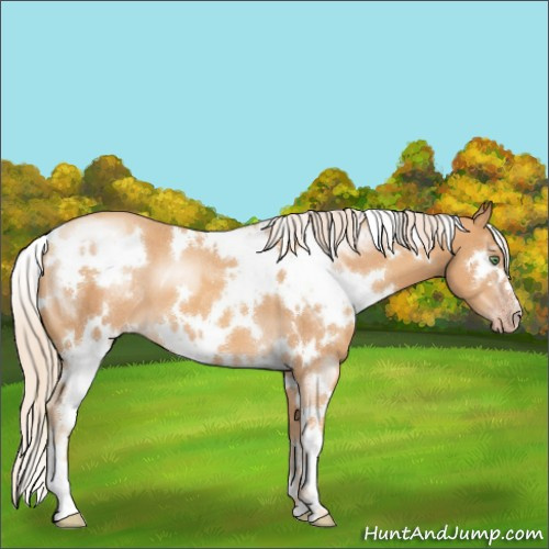 Horse Color:White Spotted Gold Cream Champagne