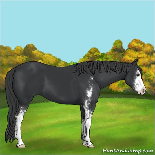 Horse Color:Black Sabino
