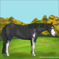 Horse Color:Black Sabino 