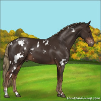 Horse Color:White Spotted Liver Chestnut Sabino