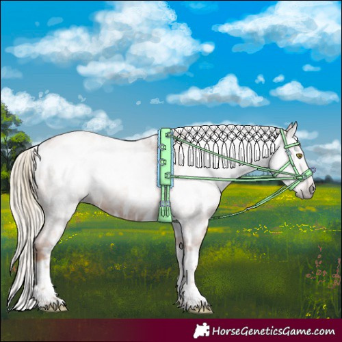 Horse Color:Gray Gold Champagne Roan Tobiano Frame Near Leopard