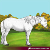Horse Color:Platinum Silver Grullo Appaloosa 
