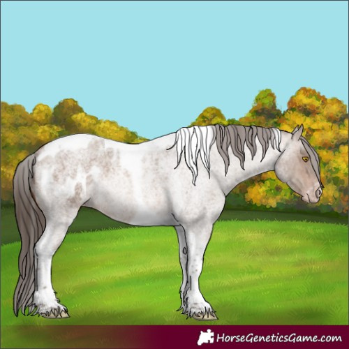 Horse Color:Gray Amber Champagne Roan Tobiano Frame Appaloosa 