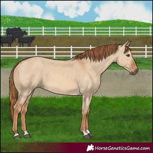 Horse Color:Red Dun 