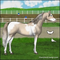 Horse Color:Red Dun Roan Splash Tobiano Frame Rabicano