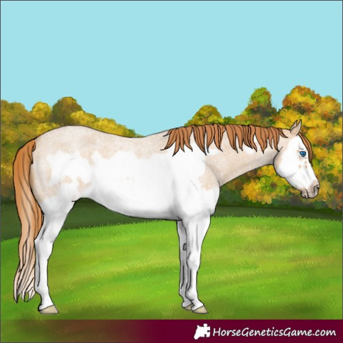 Horse Color:Red Dun Roan Splash Frame Rabicano 