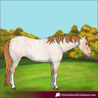 Horse Color:Red Dun Roan Splash Frame Rabicano 
