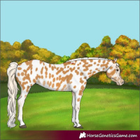 Horse Color:Palomino Tobiano Near Leopard