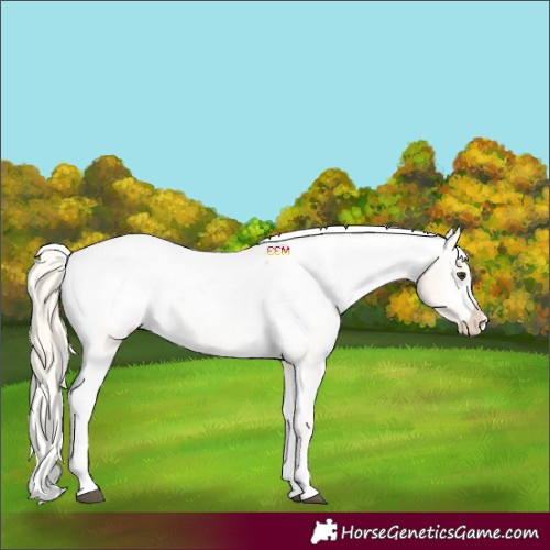 Horse Color:Palomino Tobiano Appaloosa