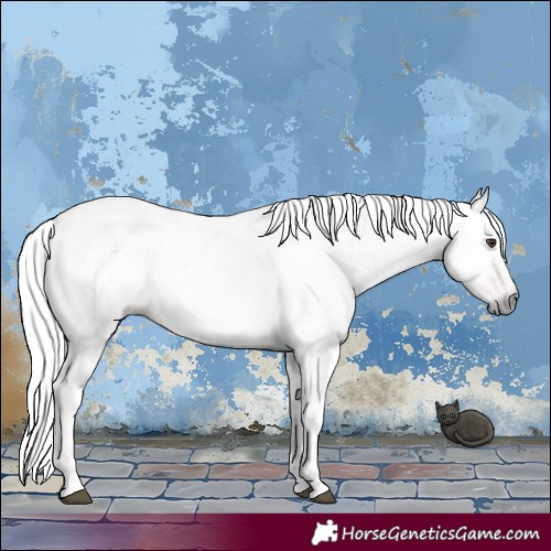 Horse Color:Gray Chestnut 