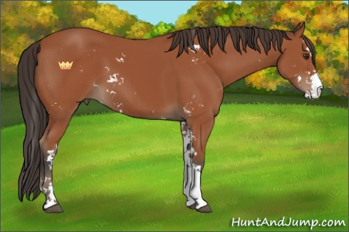 Horse Color:Bay Sabino 