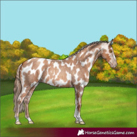 Horse Color:Gray Gold Champagne Roan Tobiano Frame Near Leopard 