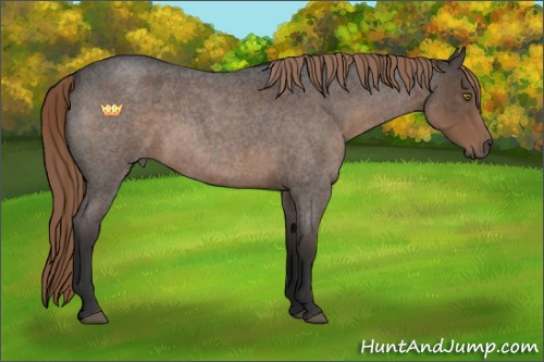 Horse Color:Liver Red Roan Sabino 