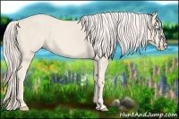 Horse Color:Cremello 