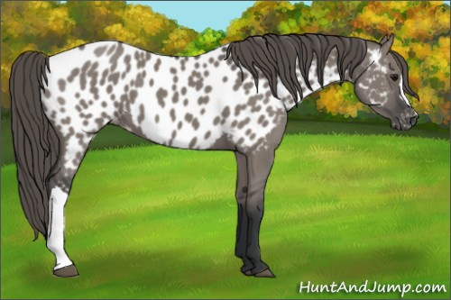 Horse Color:Grullo Appaloosa 