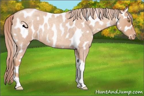 Horse Color:Gold Champagne Roan Tobiano Appaloosa