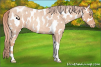 Horse Color:Gold Champagne Roan Tobiano Near Leopard 