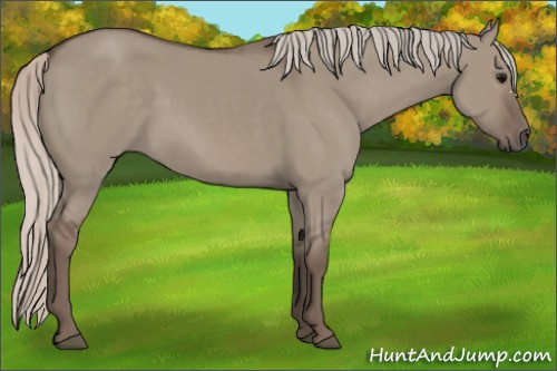 Horse Color:Silver Grullo 