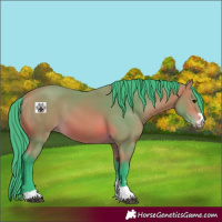 Horse Color:Watercolor Bay 