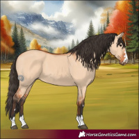 Horse Color:Bay Dun 